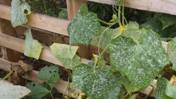 Powdery Mildew Covering Leaves Gourd Squash Plants — Stock Video