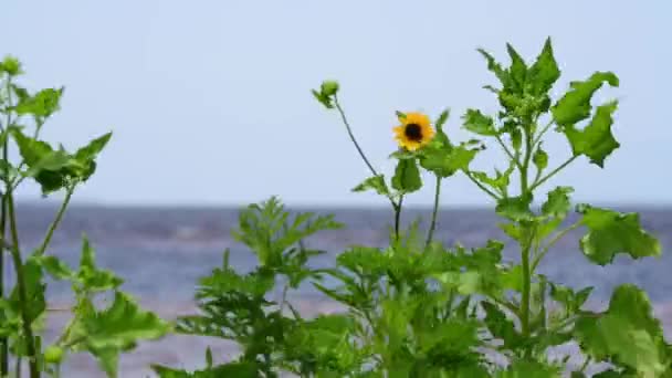 Wild Beach Sunflowers Blow Wildly Windy Day — Video