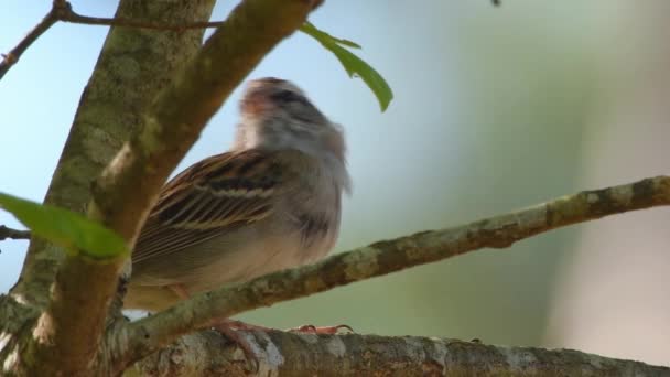 靠近一只野生雀鸟 栖息在树枝上环顾四周 — 图库视频影像