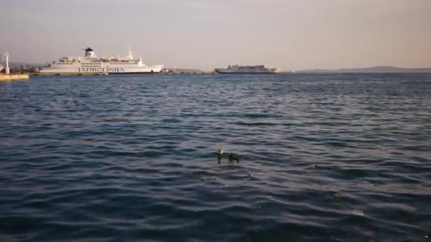 Split Croacia Patos Basura Mar Adriático Con Ferry Puerto Fondo — Vídeos de Stock