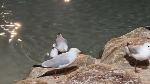 Angry Birds Silver Gulls Chroicocephalus Novaehollandiae Scavenging Fighting Food Rocky — Vídeos de Stock