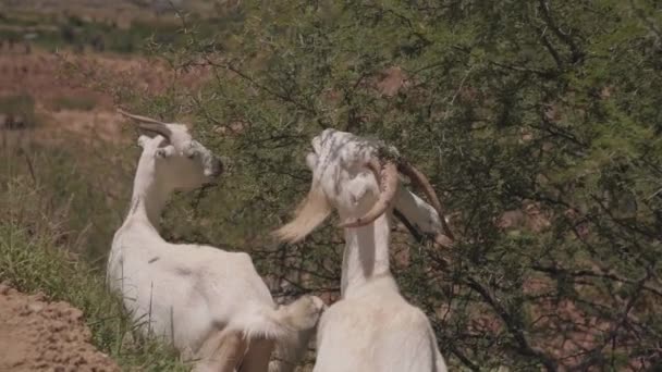 田舎の畑で植物の葉を食べる角のある美しい白いヤギのペア スローモーション — ストック動画