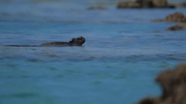 Marine Iguana Plavání Rocky Shore Moři Amblyrhynchus Cristatus Galapágách Terénní — Stock video