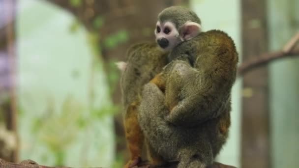 Małpy Wiewiórki Trzymające Się Bawiące Drzewach — Wideo stockowe