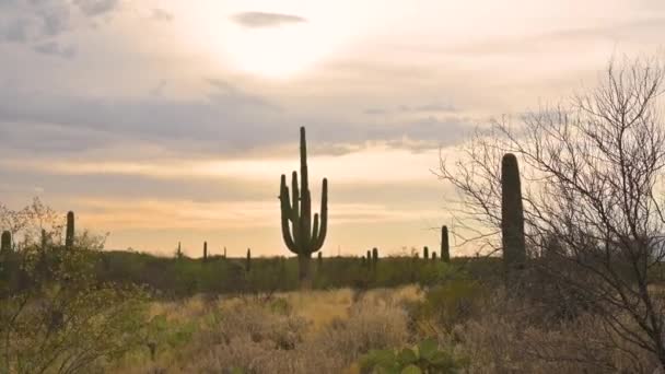 Giant Old Growth Saguaro Silhouette Arizona Desert Handheld Shot — Vídeo de Stock