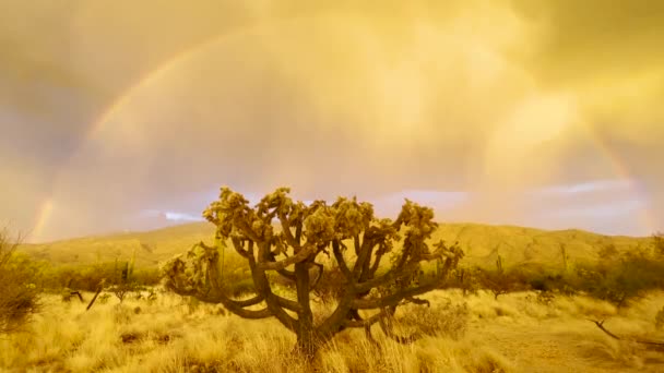 Närbild Cholla Kaktus Gyllene Solnedgång Ljus Med Regnbåge Ovan — Stockvideo