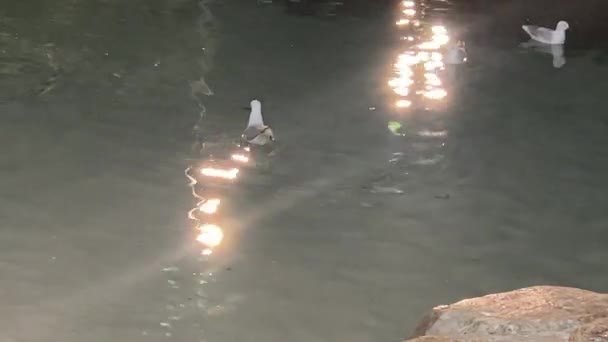 澳大利亚布里斯班 银色的海鸥 在波涛汹涌的水面上游动 水面上闪烁着闪光的灯光 — 图库视频影像