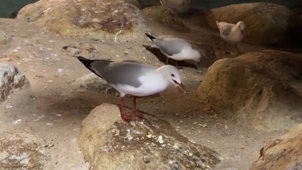 Primer Plano Rebaño Gaviotas Plata Chroicocephalus Novaehollandiae Alimentando Comiendo Migas — Vídeo de stock