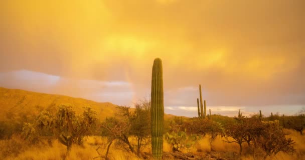 Puesta Sol Vibrante Parque Nacional Tucson Arizona Saguaro Durante Tormenta — Vídeo de stock
