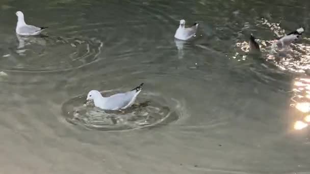 澳大利亚布里斯班 银色的海鸥 在闪闪发光的波涛汹涌的水面上游泳 在沙质的地面上觅食 把喙泡在水里 — 图库视频影像