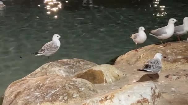 Flock Silver Gulls Chroicocephalus Novaehollandiae Flying Rocky Cliff Swimming Away — Stock Video