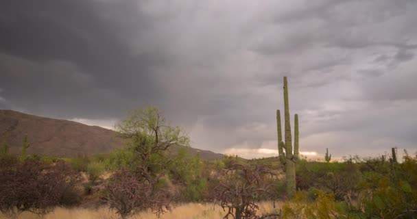 Park Narodowy Saguaro Tucson Arizona Piękny Timelapse Dramatycznymi Chmurami Burzowymi — Wideo stockowe