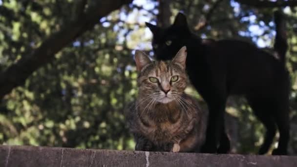 Zblízka Pohled Tabby Černou Kočku Kamenné Zdi Stínu Stromů — Stock video