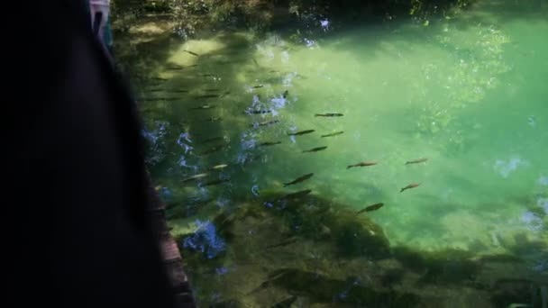 Pan Shoal Large Fish Turquoise Water Krka National Park — Video