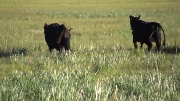 Cows Running Pasture Green — Stockvideo