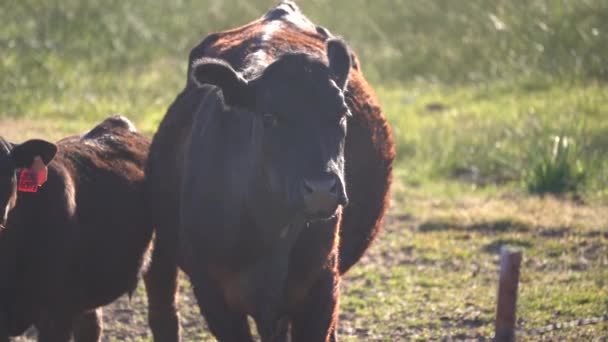 Vacas Comendo Uma Fazenda — Vídeo de Stock