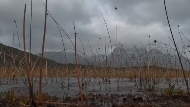 Low Angle Footage Lake Reeds Foreground Mountains Background Water Lapping — Stock video