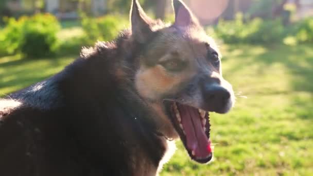 Calm Domestic Dog Enjoys Sunshine While Guarding Homestead Close Moiton — Stockvideo