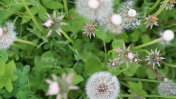 Pré Vert Avec Des Fleurs Pissenlit Blanches Fleurs Vue Ascendante — Video