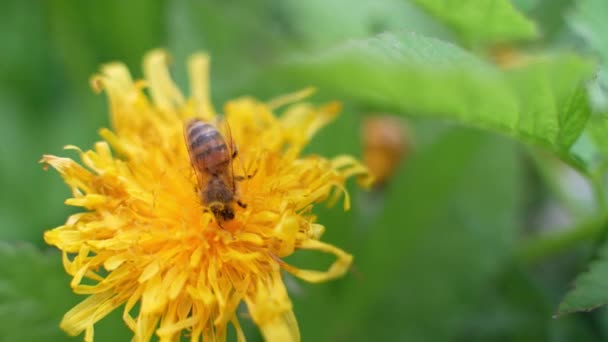 Bee Collecting Pollen Yellow Flower Pollination Time — Stock Video