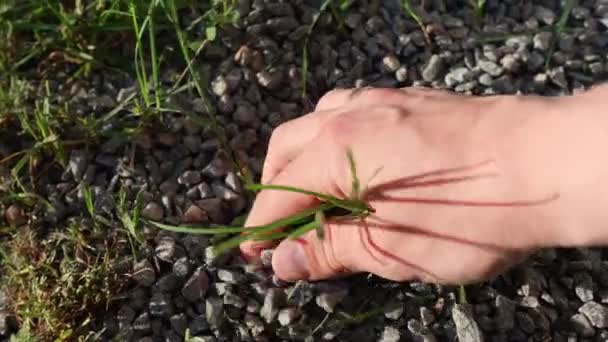 Top Weergave Van Persoon Kiezen Uit Ongewenste Gras Zonnige Dag — Stockvideo