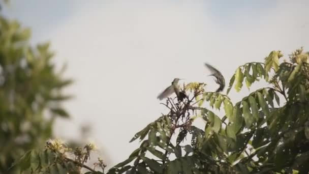 Deux Colibris Volent Battent Pour Territoire Dans Forêt Amazonienne Colombie — Video