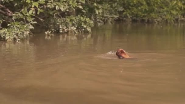 Brown Monkey Swimming Brackish Water Amazon Rainforest Mangrove Colombia South — Stockvideo