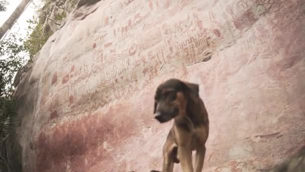 Pies Domowy Świeżym Powietrzu Starożytną Sztuką Rockową Tle Kolumbii Niski — Wideo stockowe