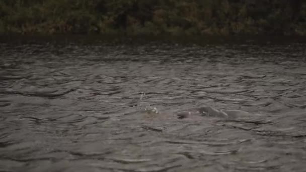 Delfín Rosa Nadando Río Amazonas Colombia Blanco Negro Inia Geoffrensis — Vídeos de Stock