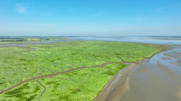 Zdjęcie Lotnicze Mokradeł Trawą Krzewami Błotnistymi Rzekami Prowadzącymi Rzeki Scheldt — Wideo stockowe