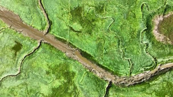 鸟瞰鸟瞰鸟瞰美丽的风景 绿油油的湿地 草木丛生 小河汇入大海 — 图库视频影像