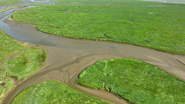 小さな狭い川が緑の自然を通って大きな泥だらけの川に流れる湿地の長い空中ショット — ストック動画