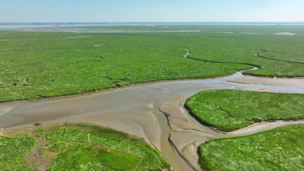 Long Aerial Shot Bright Green Wetlands Grass Bushes Small Rivers — Video