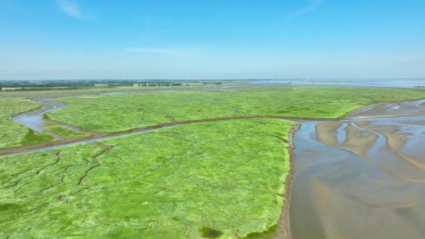 在蓝天的映衬下 一条泥泞狭窄的河流流过美丽的绿色河流三角洲 — 图库视频影像