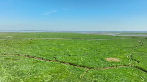 Aerial Shot Bright Green Wetlands Grass Bushes Small Rivers Leading — Vídeos de Stock