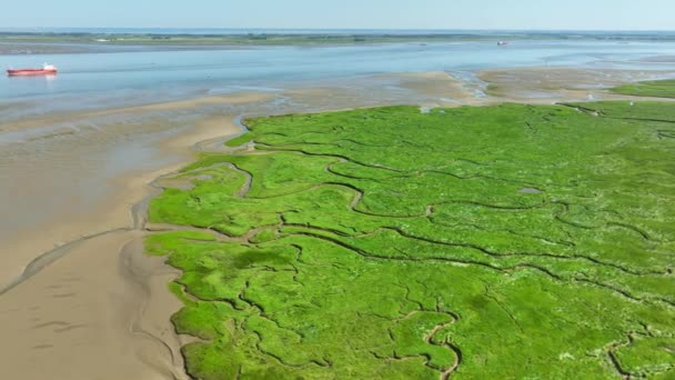 Aerial Shot Vibrant Green Wetlands Muddy Banks Calm River Navigated — ストック動画
