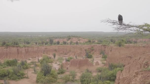 Abutre Negro Sentado Ramo Árvore Com Deserto Tatacoa Fundo Ampla — Vídeo de Stock