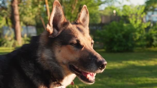 Boldog Hazai Kutya Élvezni Napfény Otthoni Kertben Közelről Orbitális Kilátás — Stock videók