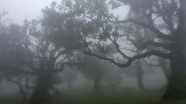 Vista Avanti Una Foresta Lunatica Con Nebbia Fitta Fanal Madeira — Video Stock