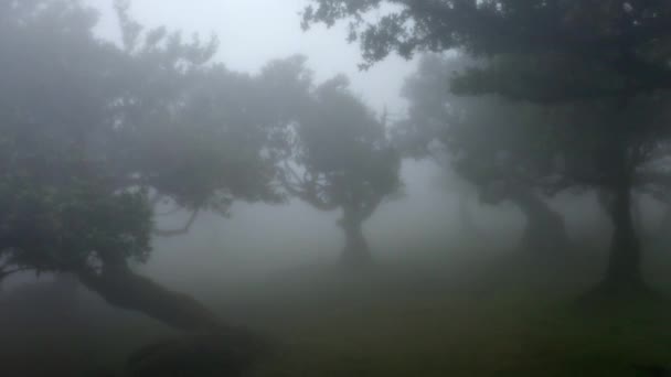 Rückwärtsblick Auf Einen Magischen Stimmungsvollen Wald Fanal Madeira — Stockvideo