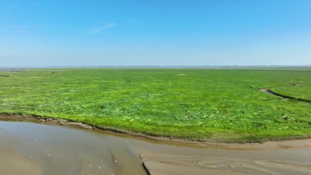無限の 活気に満ちた緑の湿地の壮大な長い空中ショット自然公園で 雲のない青空の下で水平線に向かって伸び — ストック動画