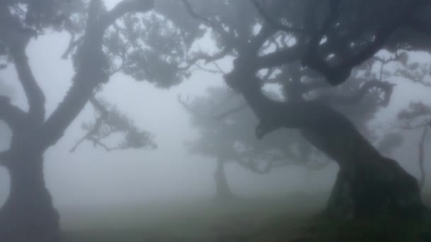 Rückwärtsschuss Eines Mystischen Nebelwaldes Fanal Madeira — Stockvideo