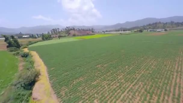 Drohne Fpv Über Der Grünen Landschaft Von Constanza Dominikanische Republik — Stockvideo