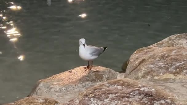 Wild Silver Gulls Chroicocephalus Novaehollandiae Flying Rocky Shore Foraging Bread — Stock Video