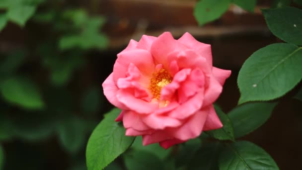 Ανθισμένο Ροζ Τριαντάφυλλο Σολομού Κοντά Επιλεκτική Εστίαση Φυσική Ομορφιά Στατική — Αρχείο Βίντεο