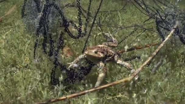 Male Common Toad Bufo Bufo Lying Bottom Clear Watered Lake — Video Stock