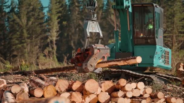 Baumfällung Und Baumschnitt Korrekter Länge Auf Holzstapel — Stockvideo