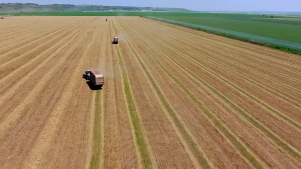 Tres Tractores Cosechando Trigo Vista Aérea Agricultura Múltiples Tractores Con — Vídeo de stock