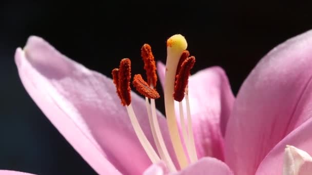 Zbliżenie Różowego Kwiatu Lilii Przedstawiającego Pyłek Produkujący Stameny Wyspy Brytyjskie — Wideo stockowe