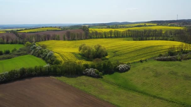 Volare Verso Gli Alberi Sul Campo Colza Giallo Tra Campagna — Video Stock